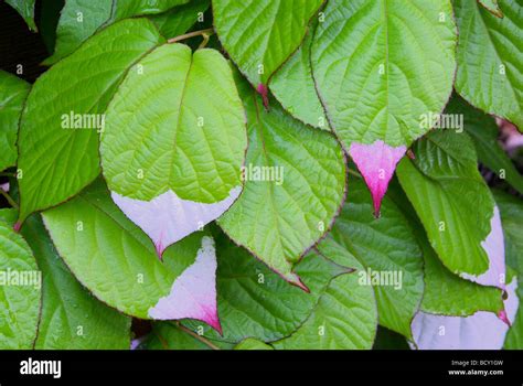 Actinidia Kolomikta Hi Res Stock Photography And Images Alamy