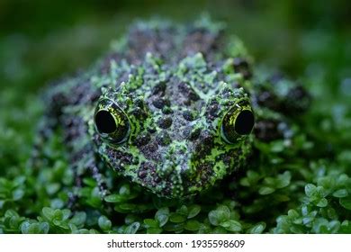 253 Vietnamese mossy frog Images, Stock Photos & Vectors | Shutterstock