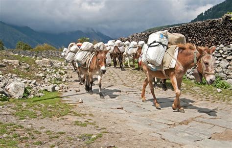 Medieval Caravan Trade Insights Into Trading Caravans In Ancient