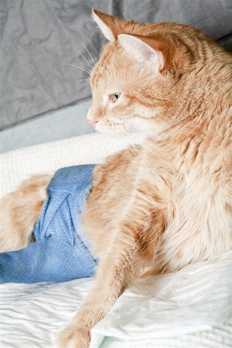 Ginger Cat With Broken Leg Stock Photo Image Of Grey 15979672