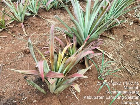 Mengenal Penyakit Layu Pada Tanaman Nanas