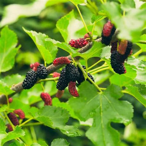 Planta de morera Cuidados necesidades y reproducción