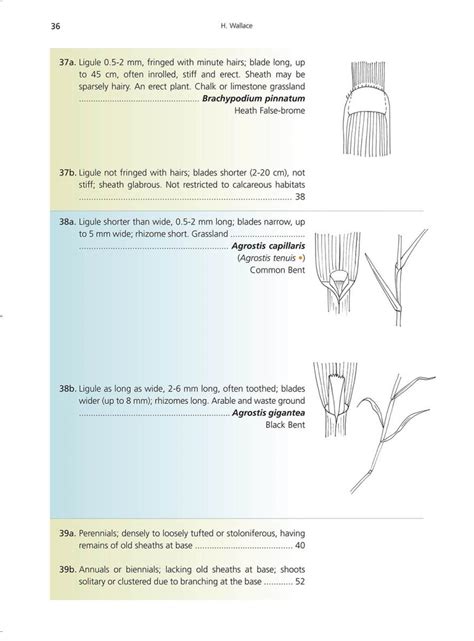 A New Guide For Identifying Grasses Biodiversity Projects