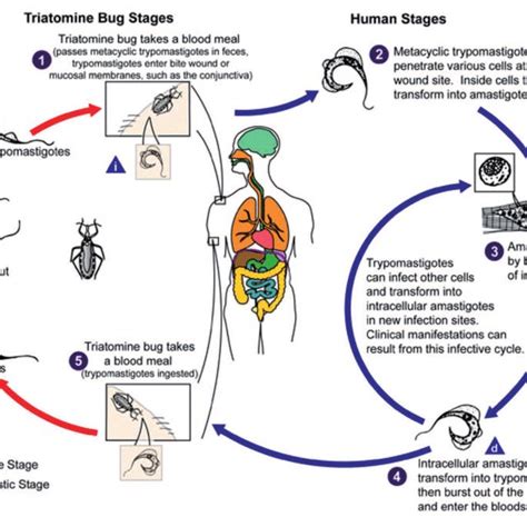 Life Cycle Of Trypanosoma