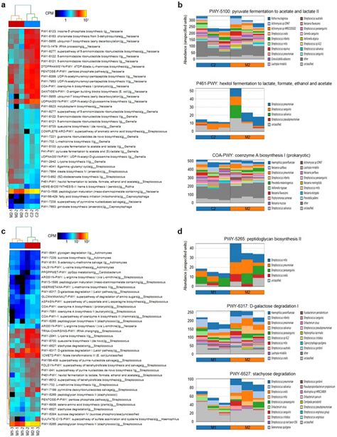 Shotgun Metagenomic Sequencing Of The Representative Samples A Download Scientific Diagram