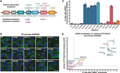 Dissecting The Effects Of GTPase And Kinase Domain Mutations On LRRK2