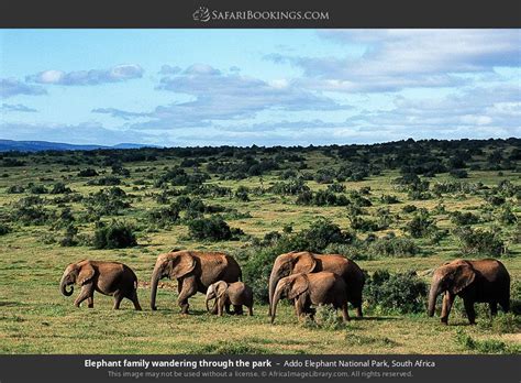 Addo Elephant National Park Travel Guide Map And More