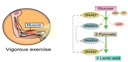 BIOLOGY FORM 6: Anaerobic Respiration (Fermentation)