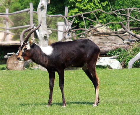 Nile Lechwe Male Male Nile Lechwe Kobus Megaceros In Th Flickr