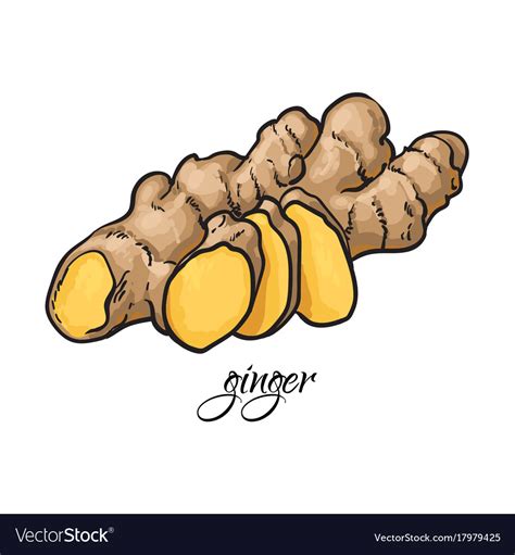 Hand Drawn Fresh Ginger Root With Caption Vector Image