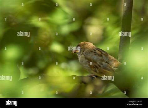 Female Green Brown Brownish Brunette Tongue Leaves Branch Sparrow Squabs Stock Photo Alamy