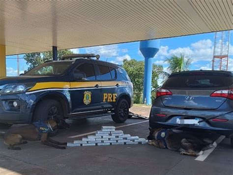 Ajuda De Farejadores Prf Encontra Coca Na E Prende Casal Que