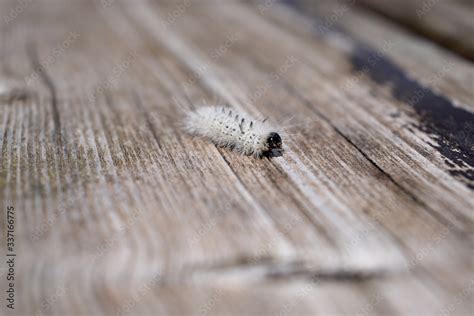 Fuzzy white hickory tussock moth caterpillar. Insect that can cause allergic skin reactions ...