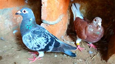 Racing Pigeons 2022 Racing Kalapati Racer Pigeon YouTube