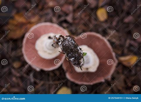 Two Beautiful Fresh Champignons With Tender Pink Lamella On Pileus On