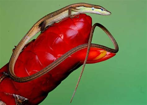 Which Land Animal Has The Longest Tail Lizards Monkeys Rodents