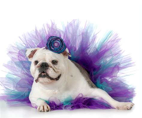 Dog Tutus Tutu Dog Dresses