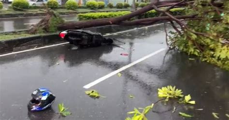 凱米颱風雨肆虐再傳意外！高雄仁武路樹砸傷2騎士 幸無生命危險 社會 Ctwant