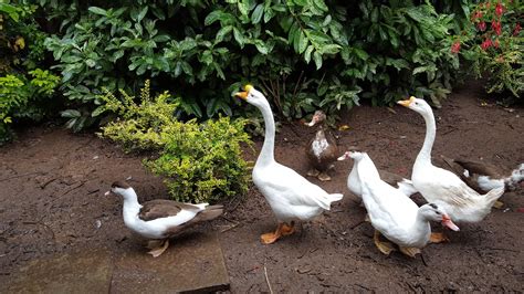 Muscovy For Sale Ducks Breed Information Omlet