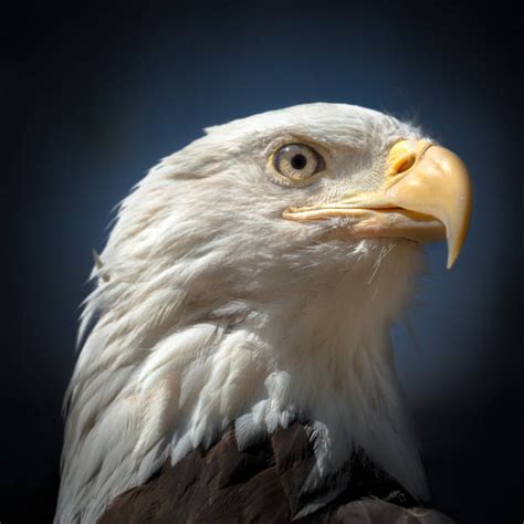 Best Eagle Eye Close Up Stock Photos, Pictures & Royalty-Free Images - iStock