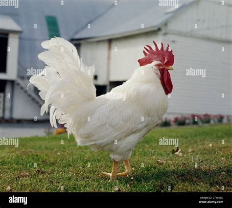 White Leghorn Rooster