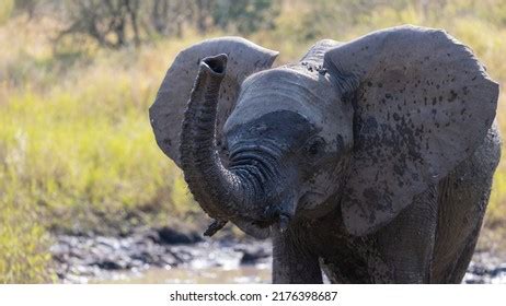 2,482 Elephant Calf Playing Images, Stock Photos & Vectors | Shutterstock