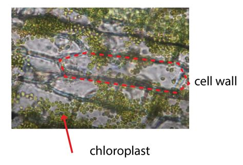 Chloroplast Function And Structure Solar Panels Rs Science