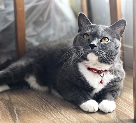 Кошки