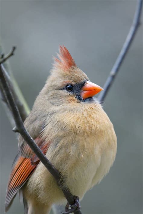 Female Northern Cardinal Bird Royalty Free Stock Photos - Image: 12926348