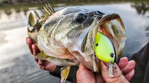 What Are The Best Baits For Bass Fishing From The Shore FishOnTips