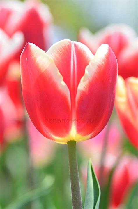 チューリップ リンファンダマークTULIP Leen van der Mark花の手帖のチューリップ図鑑