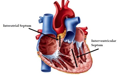 Heart Dissection Practical Flashcards Quizlet