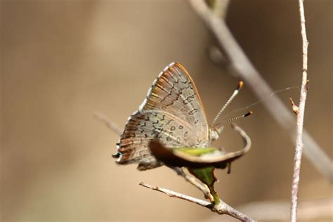 Eltham Copper Butterfly From Melbourne Vic Australia On March