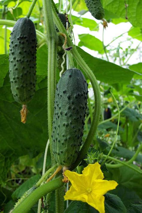 33 Of The Best Cucumber Varieties To Grow At Home Artofit