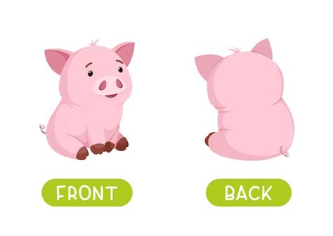 Premium Vector | Front and back. vector antonyms and opposites. cartoon ...