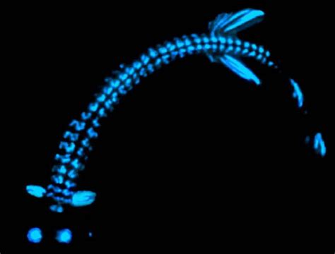 The World's Most Incredible Bioluminescent Creatures