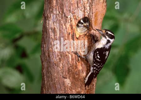 Downy woodpecker at nest Stock Photo - Alamy