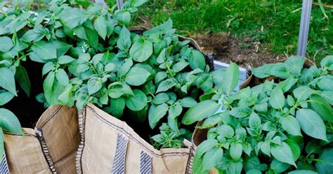 How To Care For A Pickle Plant Full Guide Herbvity
