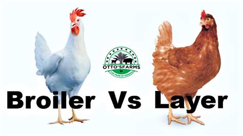 Broiler Vs Layer Understanding The Differences YouTube