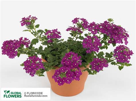 Photo Verbena Lascar Purple Global Flowers