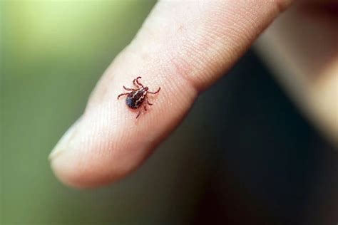 How To Avoid Ticks While Camping Top Prevention Methods