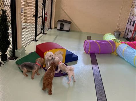 Dog Daycare Services Center And Pet Boarding Clinic In Columbus Oh