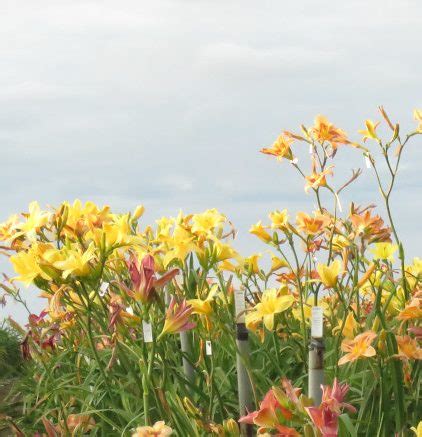 Tall Daylily Unnamed – Lilyfield Farm