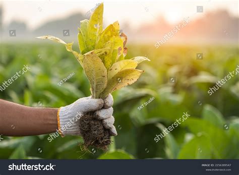 1,658 Tobacco Plant Diseases Images, Stock Photos & Vectors | Shutterstock