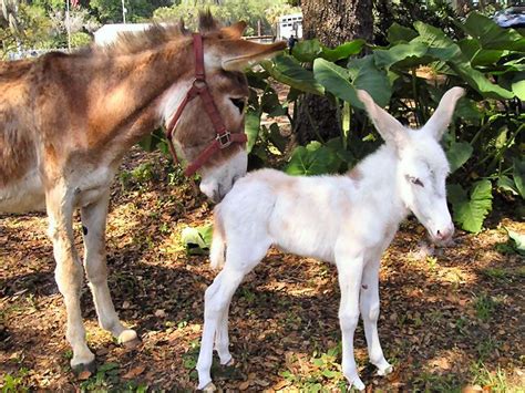 79 Best Images About American Mammoth Donkey On Pinterest Donkeys