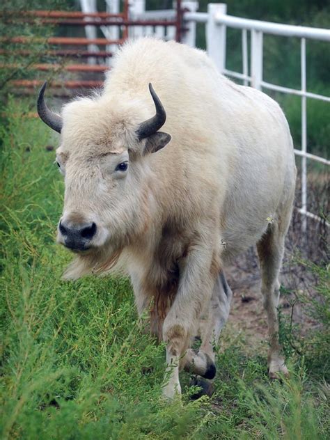 White Buffalo Finds Herd And Home On Ranchers Range