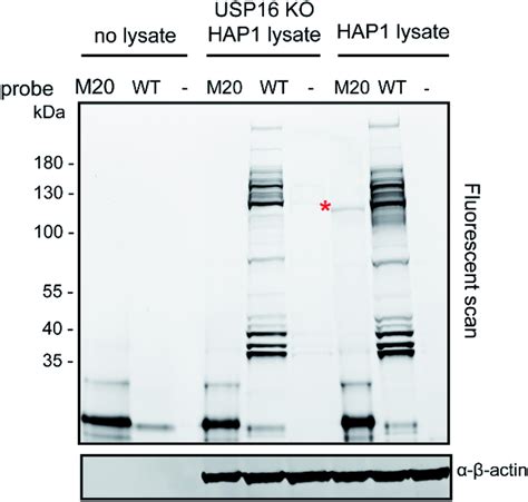 Labelling Experiment Of Rh Ub PA WT Or Rh M20 PA M20 With HAP1 WT