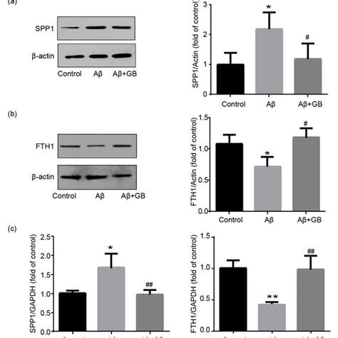 Validation Of Spp1 And Fth1 Expression Levels In N2a Cells A Download Scientific Diagram