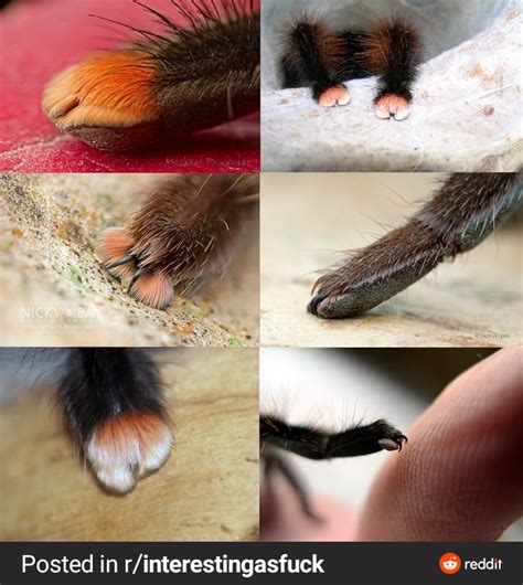 1804 Best Cute Af Images On Pholder Aww Animemes And Minecraftbuilds