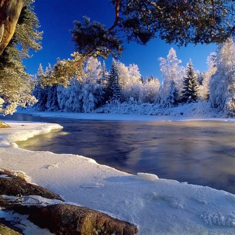 🔥 [50+] Winter Forest Desktop Wallpapers | WallpaperSafari